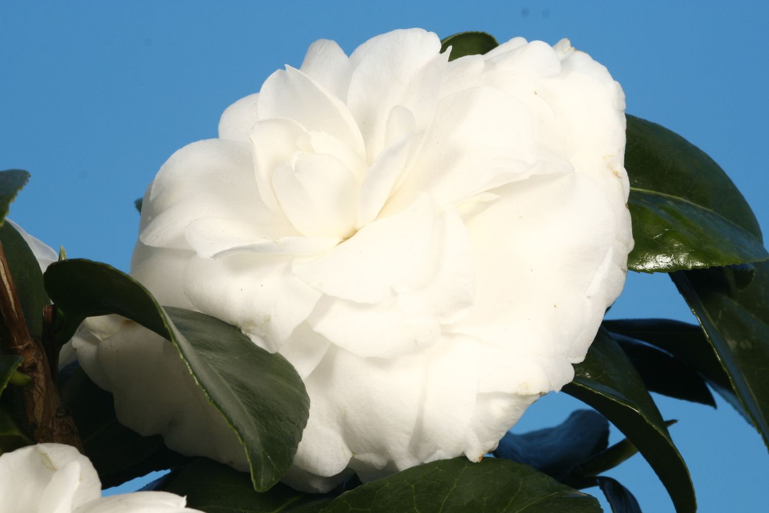 Camellia japonica 'Matterhorn'  Plantegrossist FlorAccess
