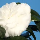 Camellia japonica 'Matterhorn'