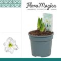 Hippeastrum 'Arctic White'