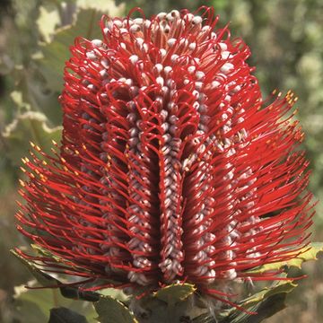 Banksia coccinea