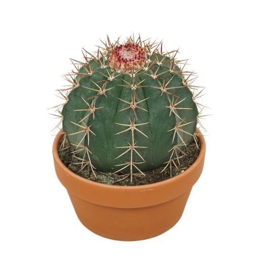 Melocactus bahiensis