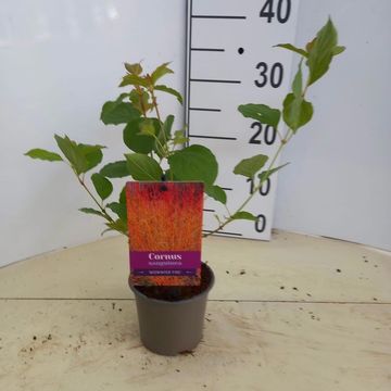 Cornus sanguinea 'Midwinter Fire'