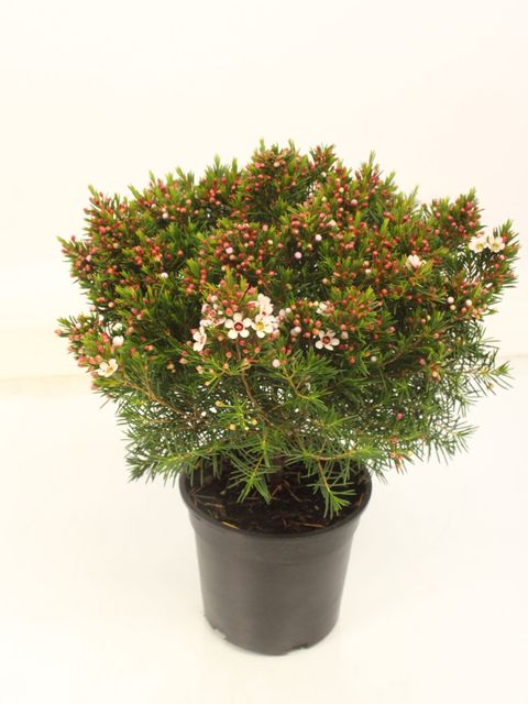 Chamelaucium uncinatum 'Snow Flake'