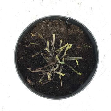 Brunnera macrophylla 'Jack Frost'