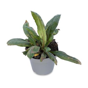 Pulmonaria 'Blue Ensign'