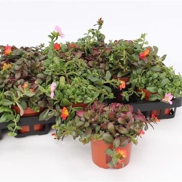 Portulaca umbraticola MIX