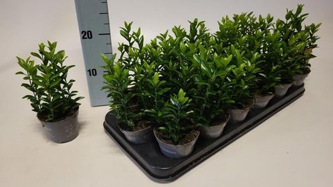 Euonymus japonicus 'Green Spire'