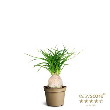 Beaucarnea recurvata