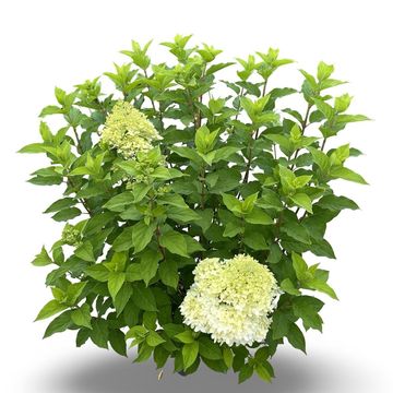 Hydrangea paniculata 'Limelight'