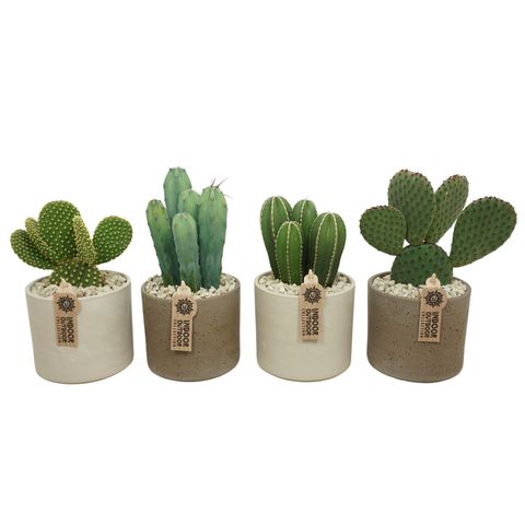Cactus MIX IN POT