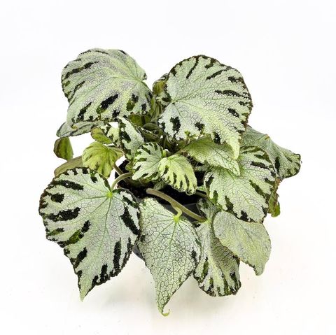 Begonia 'Silver Jewel'