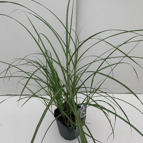 Miscanthus sinensis 'Фламинго'