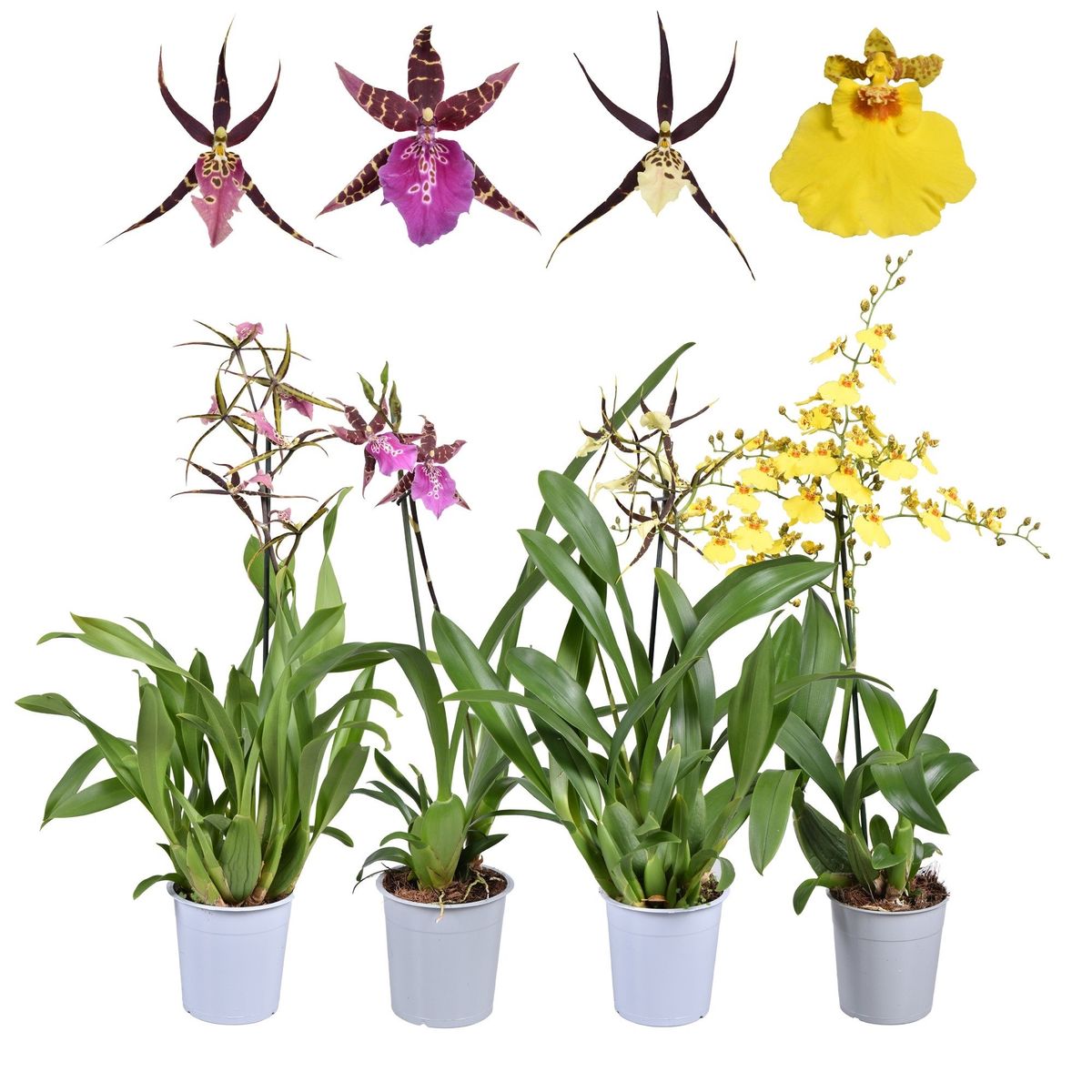 Orchid MIX — Plant Wholesale FlorAccess