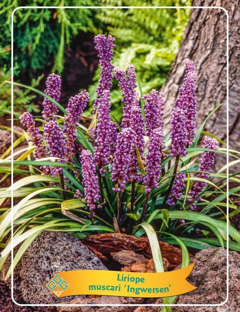 Liriope MIX