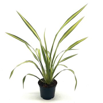 Phormium 'Yellow Wave'