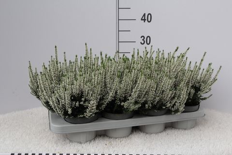 Calluna vulgaris Beauty Lady white