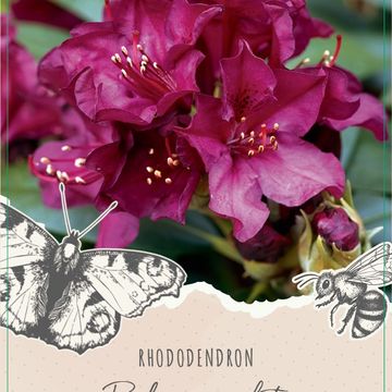 Rhododendron 'Polarnacht'