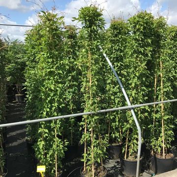 Clematis montana grandiflora (M)