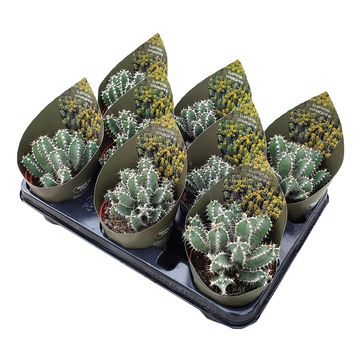 Euphorbia polyacantha
