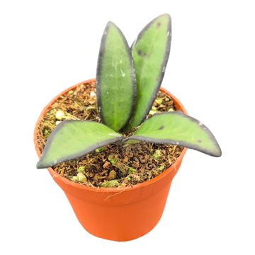 Hoya 'Rosita'