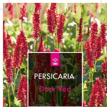 Persicaria amplexicaulis 'Dark Red'