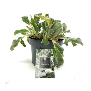 Stachys byzantina 'Silver Carpet'