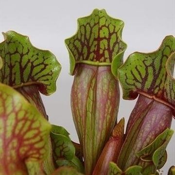 Sarracenia purpurea