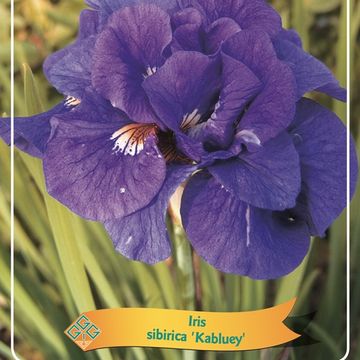 Iris 'Kabluey'