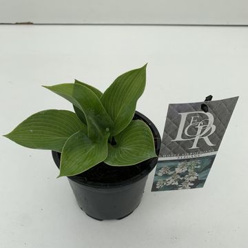Hosta 'Elegans'