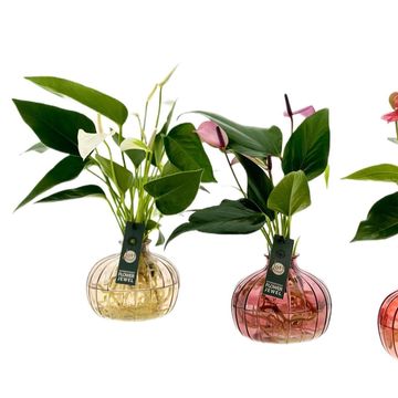 Arrangement Anthurium