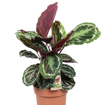 Calathea 'Medallion'