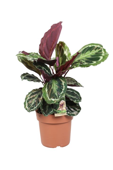 Calathea 'Medallion'