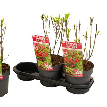 Weigela 'Red Prince'