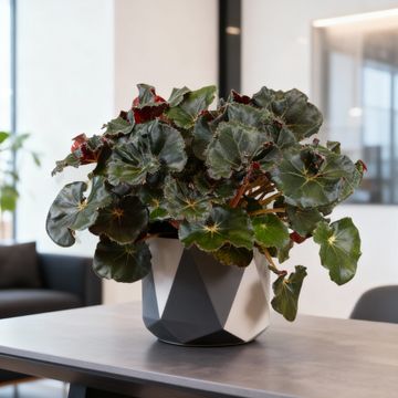 Begonia JUNGLE WONDER BLACK