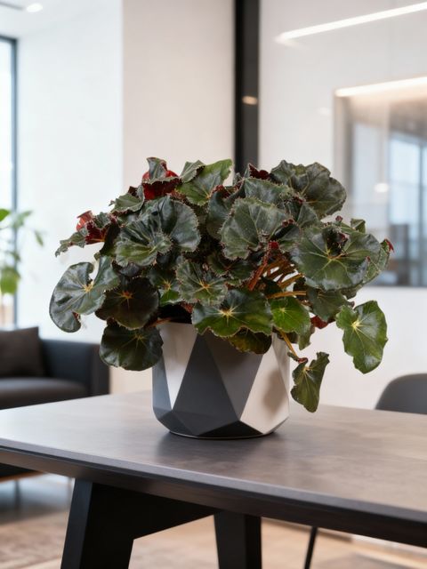 Begonia JUNGLE WONDER BLACK