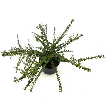 Cotoneaster conspicuus 'Decorus'