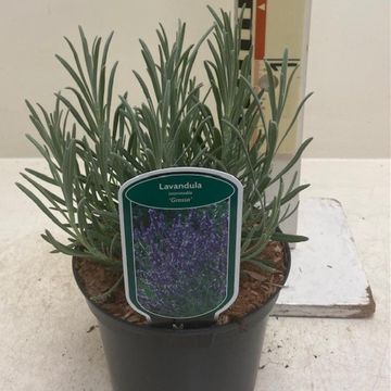 Lavandula x intermedia 'Grosso'