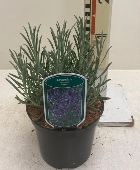 Lavandula x intermedia 'Grosso'