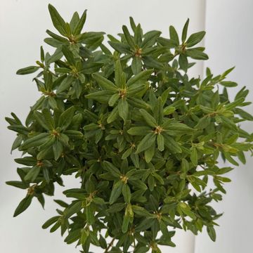 Rhododendron 'Night Sky'