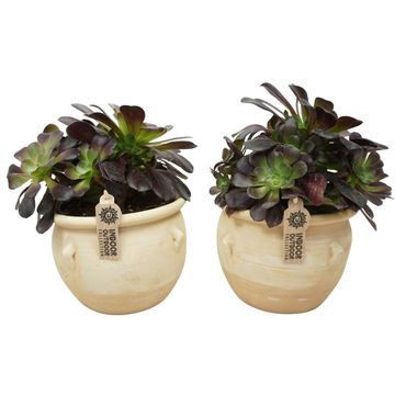 Aeonium arboreum 'Velours'