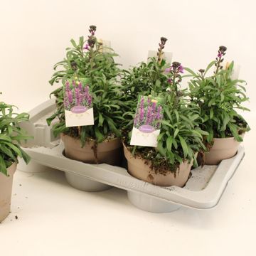 Erysimum linifolium SUPER BOWL MAUVE