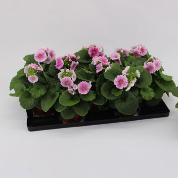 Primula obconica SWEET KISSES AMORE RED WHITE