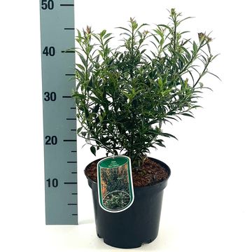 Ilex aquifolium 'Myrtifolia'