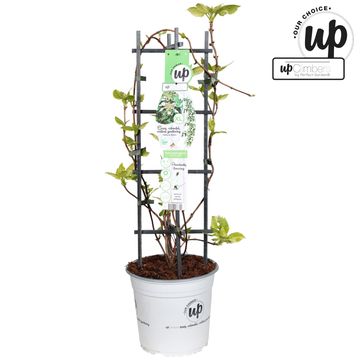 Schizophragma hydrangeoides 'Burst of Light'