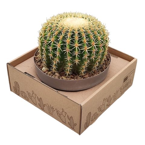 Echinocactus grusonii brevispinus