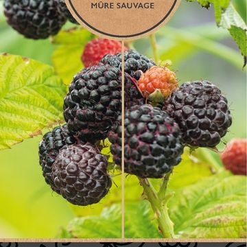 Rubus idaeus 'Black Jewel'