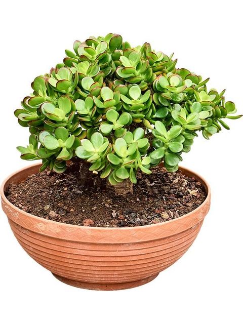 Crassula ovata 'Minor'