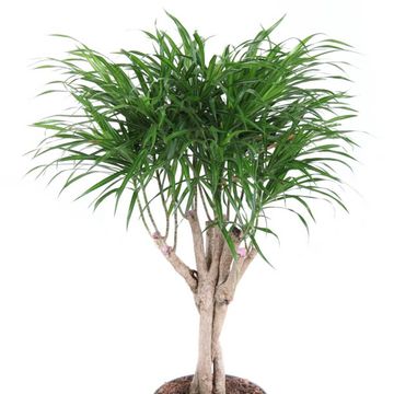 Dracaena reflexa 'Anita'