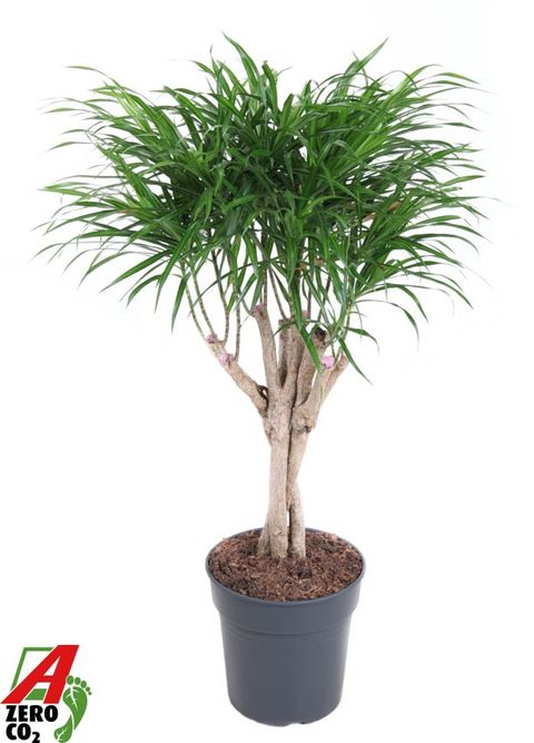 Dracaena reflexa 'Anita'