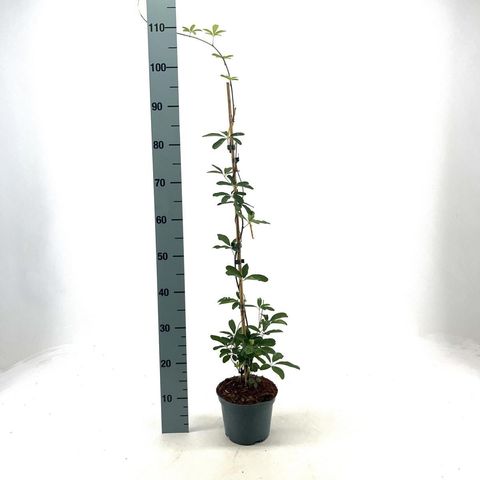 Akebia quinata 'Alba'